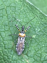 Pselliopus zebra