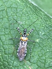Pselliopus zebra