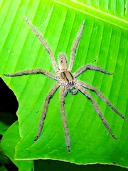 Cupiennius salei