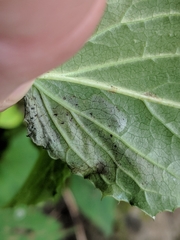 Liriomyza orilliensis