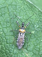 Pselliopus zebra
