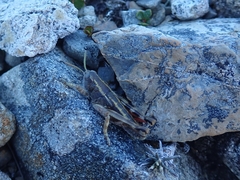 Brachaspis collinus