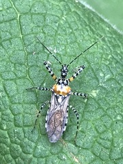 Pselliopus zebra