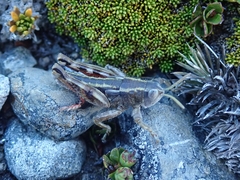Brachaspis collinus