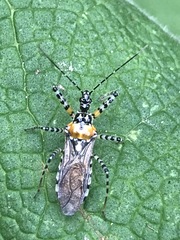 Pselliopus zebra