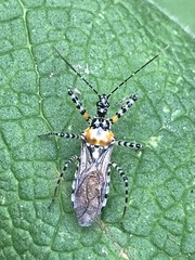 Pselliopus zebra
