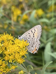 Tharsalea arota schellbachi