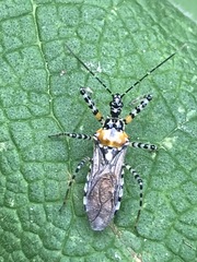 Pselliopus zebra