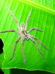 Cupiennius salei