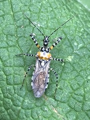 Pselliopus zebra