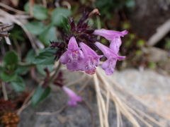 Clinopodium laxiflorum