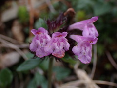 Clinopodium laxiflorum