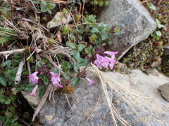 Clinopodium laxiflorum