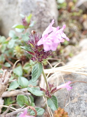 Clinopodium laxiflorum
