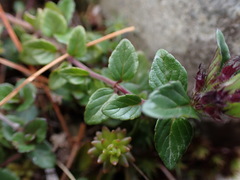 Clinopodium laxiflorum