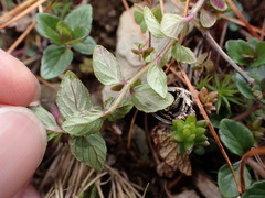 Clinopodium laxiflorum