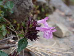 Clinopodium laxiflorum
