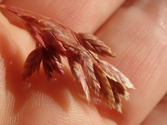 Poa novae-zelandiae
