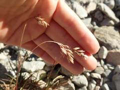 Poa novae-zelandiae