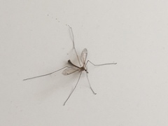 Tipulomorpha
