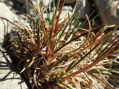 Poa novae-zelandiae