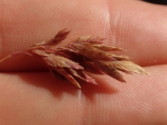 Poa novae-zelandiae