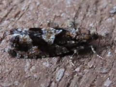 Zeiraphera improbana