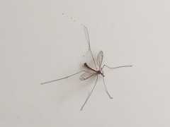 Tipulomorpha