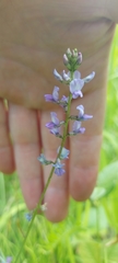 Oxytropis glabra