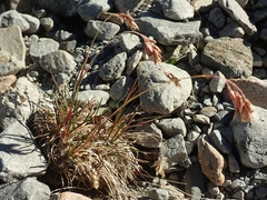 Poa novae-zelandiae