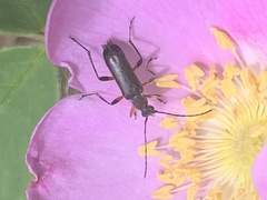 Grammoptera subargentata