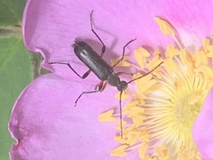 Grammoptera subargentata