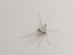 Tipulomorpha