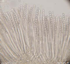 Peziza griseorosea