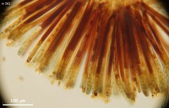 Peziza griseorosea