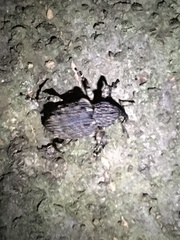 Ectatorhinus adamsii