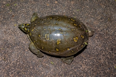 Lissemys punctata