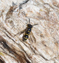 Leptochilus andalusicus