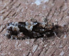 Zeiraphera improbana