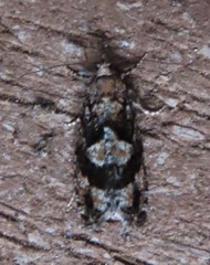 Zeiraphera improbana