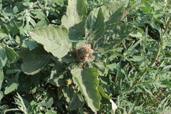 Amaranthus retroflexus