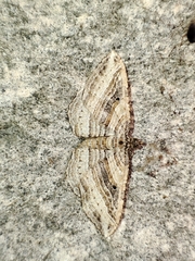 Costaconvexa polygrammata