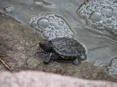 Chelydra serpentina