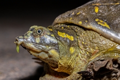 Lissemys punctata