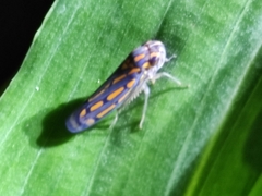 Apogonalia stalii