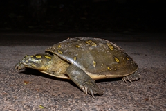 Lissemys punctata