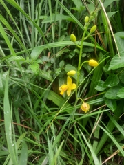 Spathoglottis pubescens