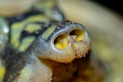 Lissemys punctata