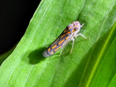 Apogonalia stalii