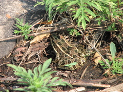 Lithobates pipiens